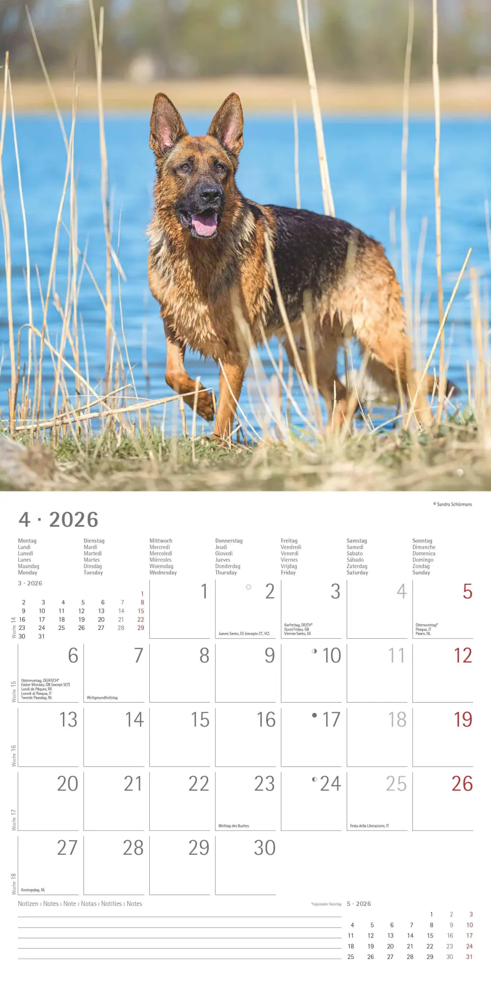Bild: 4069095003026 | Hunde 2026 - Broschürenkalender 30x30 cm (30x60 geöffnet) -...
