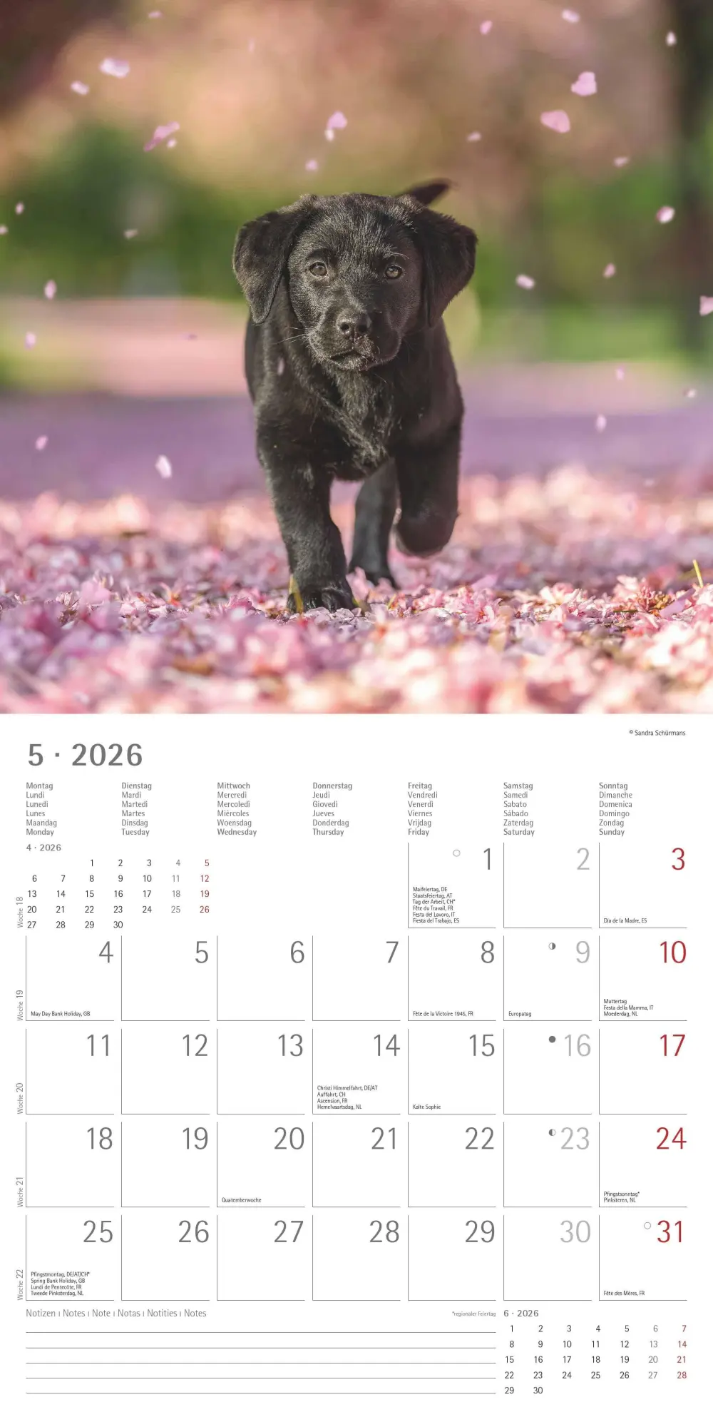 Bild: 4069095003026 | Hunde 2026 - Broschürenkalender 30x30 cm (30x60 geöffnet) -...