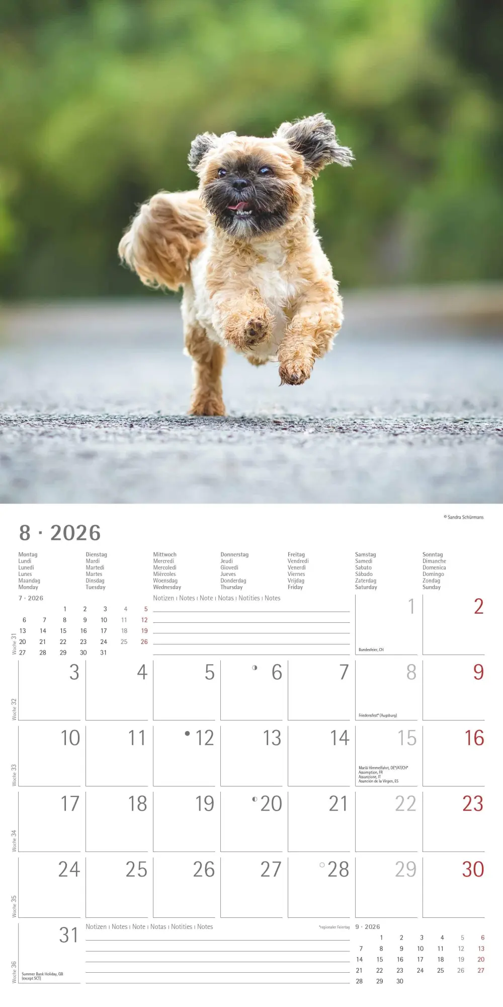 Bild: 4069095003026 | Hunde 2026 - Broschürenkalender 30x30 cm (30x60 geöffnet) -...