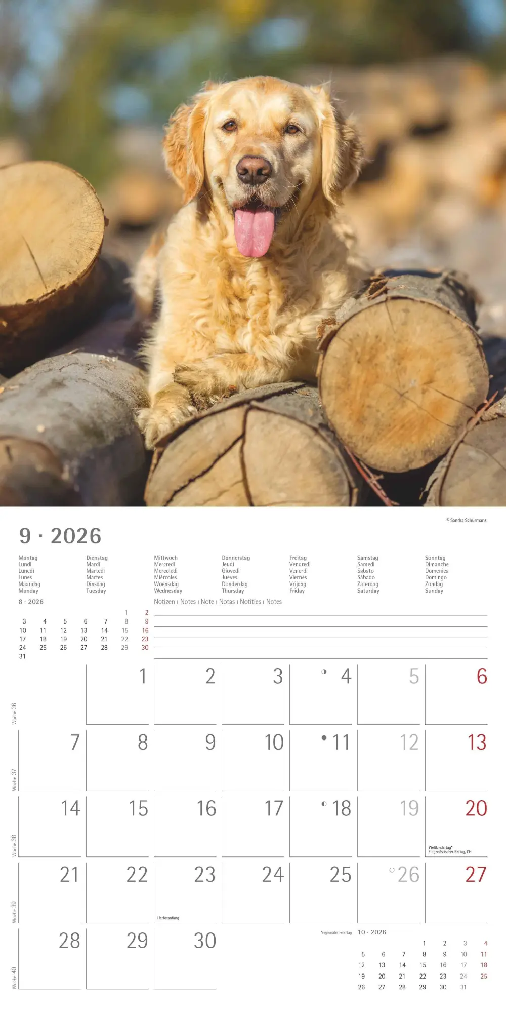 Bild: 4069095003026 | Hunde 2026 - Broschürenkalender 30x30 cm (30x60 geöffnet) -...