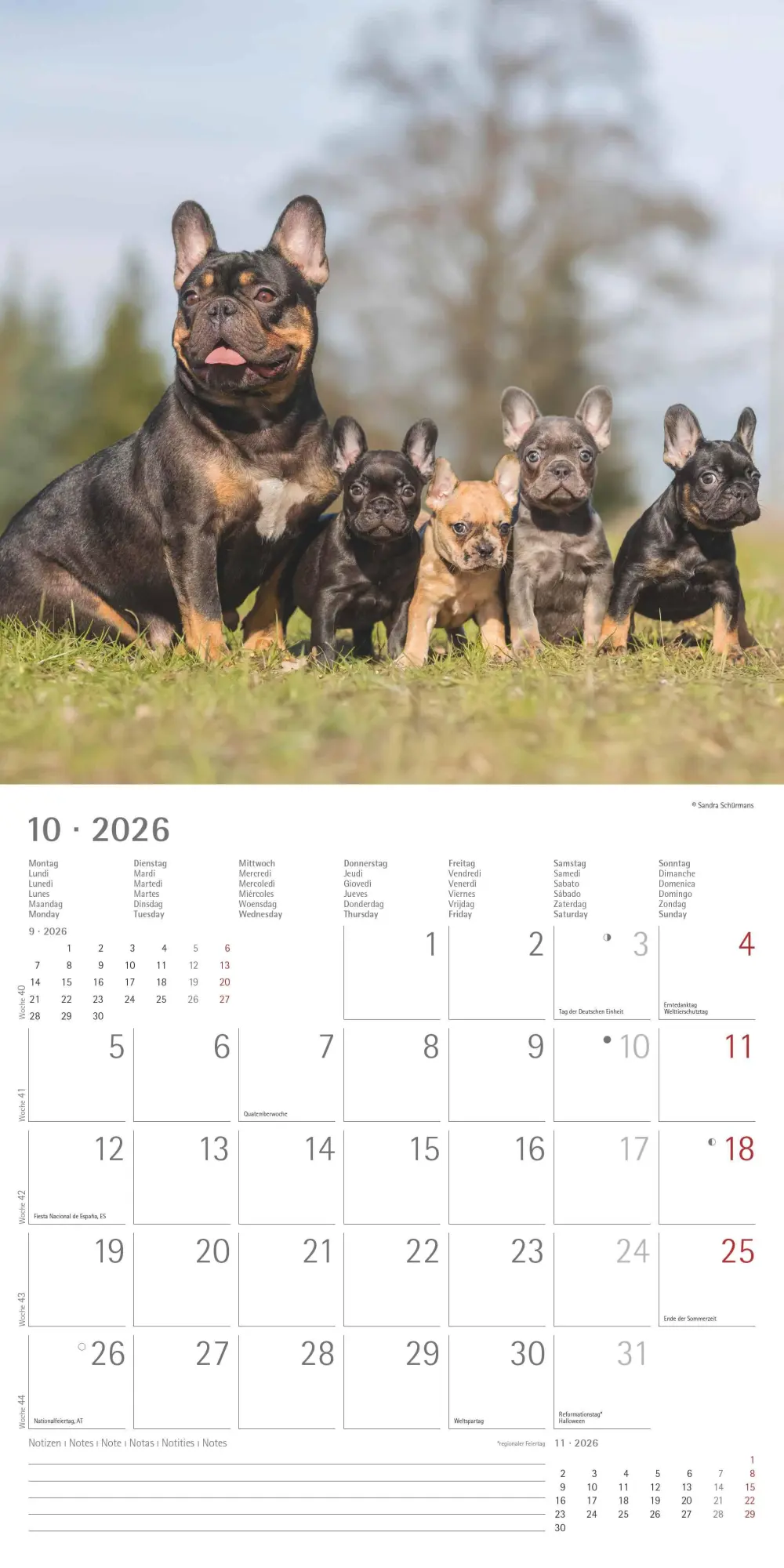 Bild: 4069095003026 | Hunde 2026 - Broschürenkalender 30x30 cm (30x60 geöffnet) -...