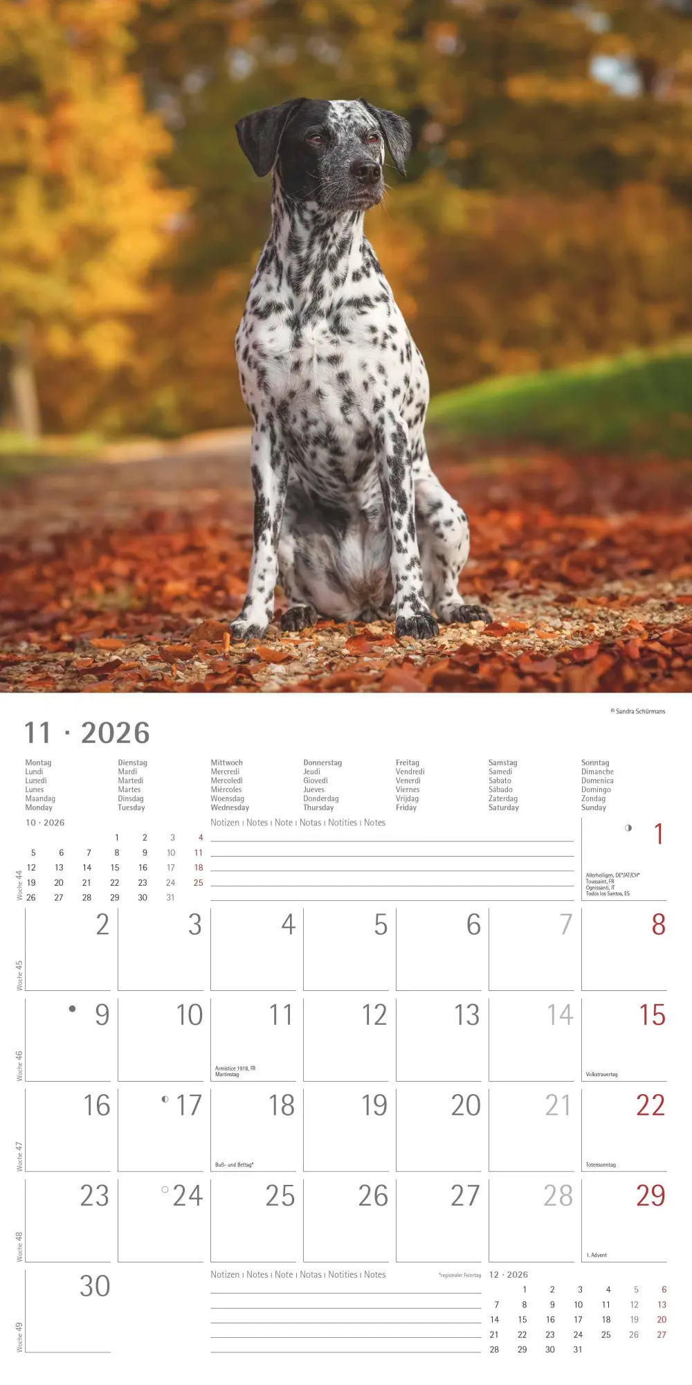 Bild: 4069095003026 | Hunde 2026 - Broschürenkalender 30x30 cm (30x60 geöffnet) -...