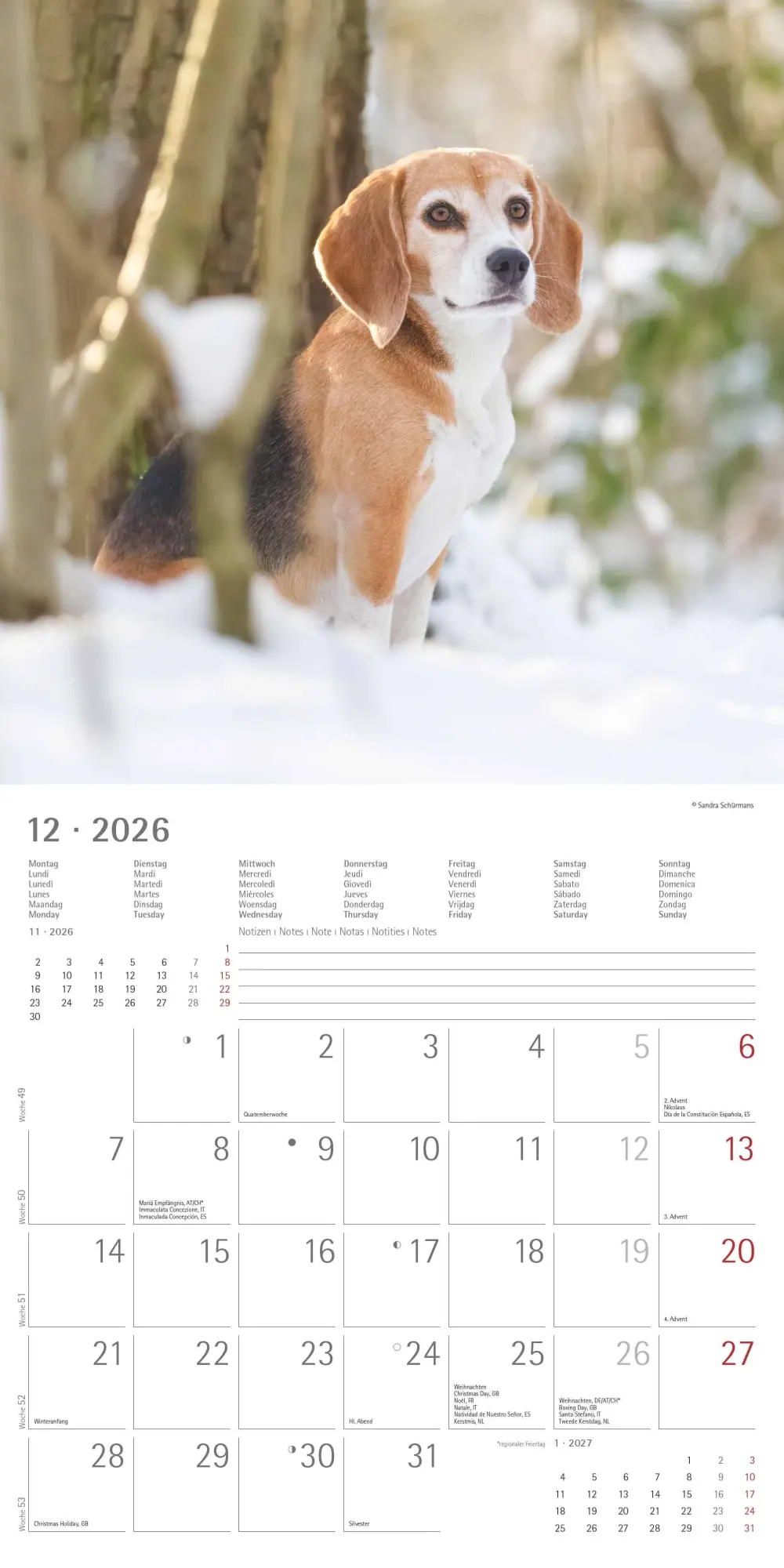 Bild: 4069095003026 | Hunde 2026 - Broschürenkalender 30x30 cm (30x60 geöffnet) -...