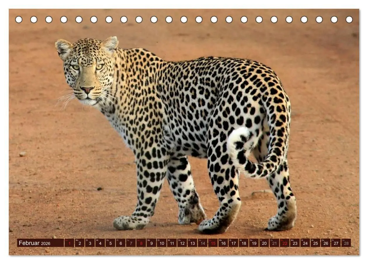 Bild: 9783516153026 | Afrikas wilde Schönheiten (Tischkalender 2026 DIN A5 quer),...