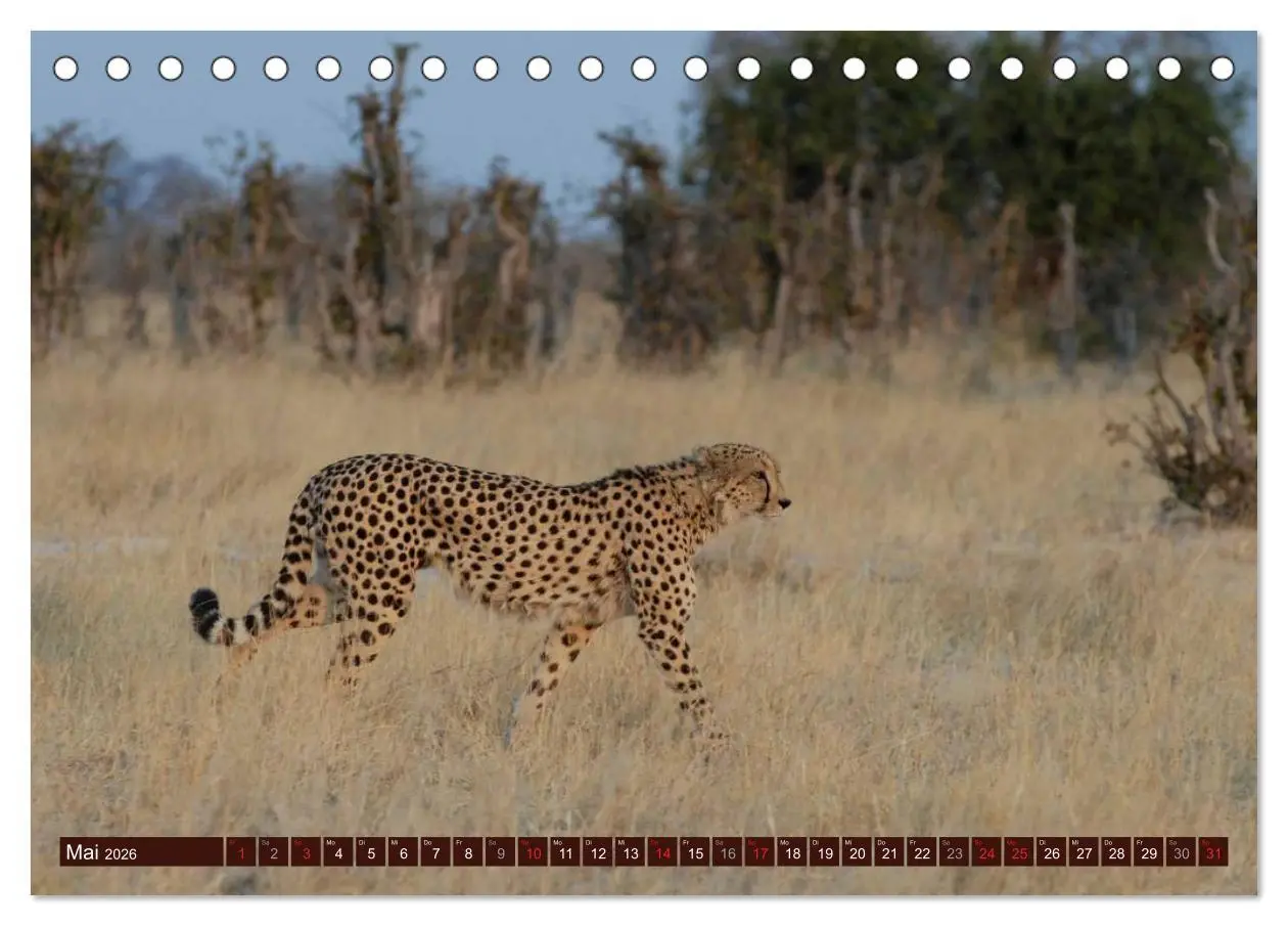 Bild: 9783516153026 | Afrikas wilde Schönheiten (Tischkalender 2026 DIN A5 quer),...