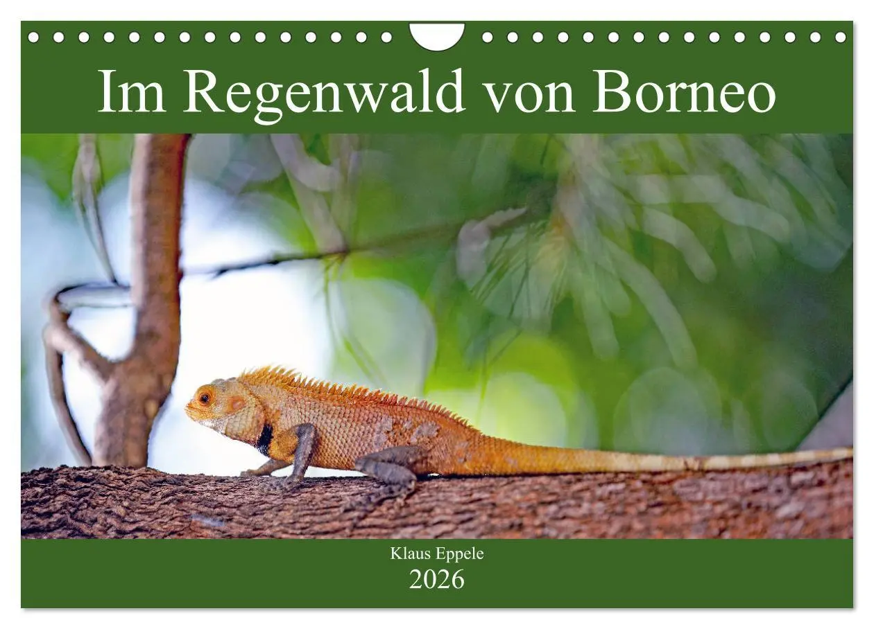 Cover: 9783457743126 | Im Regenwald von Borneo (Wandkalender 2026 DIN A4 quer), CALVENDO...