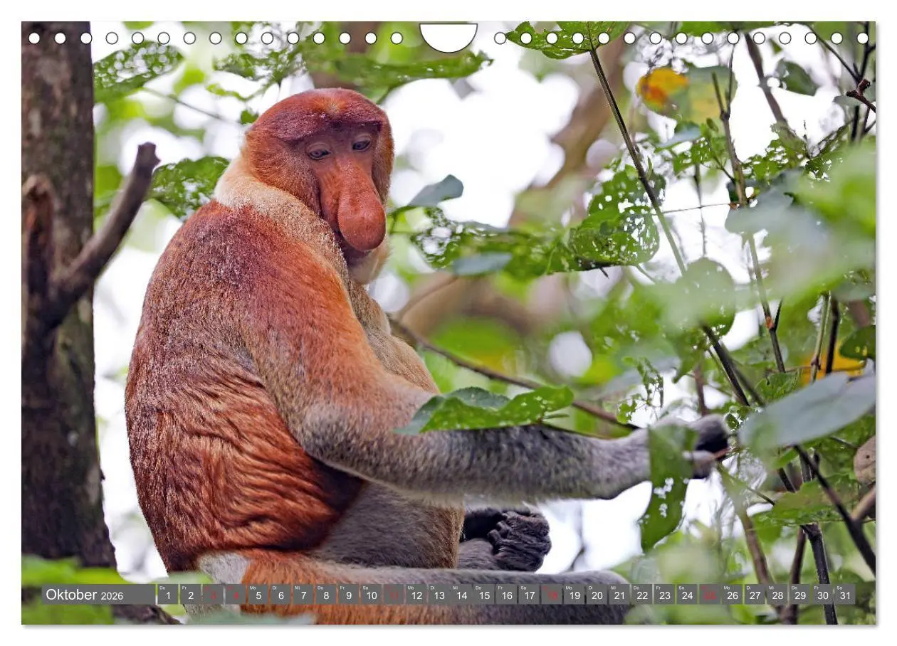 Bild: 9783457743126 | Im Regenwald von Borneo (Wandkalender 2026 DIN A4 quer), CALVENDO...
