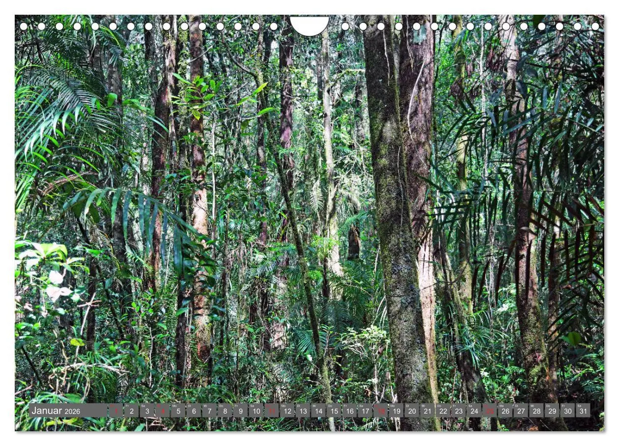 Bild: 9783457743126 | Im Regenwald von Borneo (Wandkalender 2026 DIN A4 quer), CALVENDO...