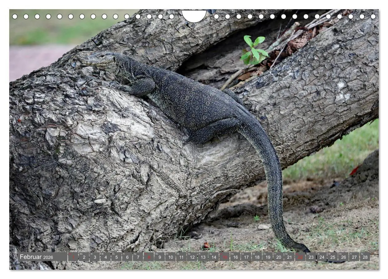 Bild: 9783457743126 | Im Regenwald von Borneo (Wandkalender 2026 DIN A4 quer), CALVENDO...