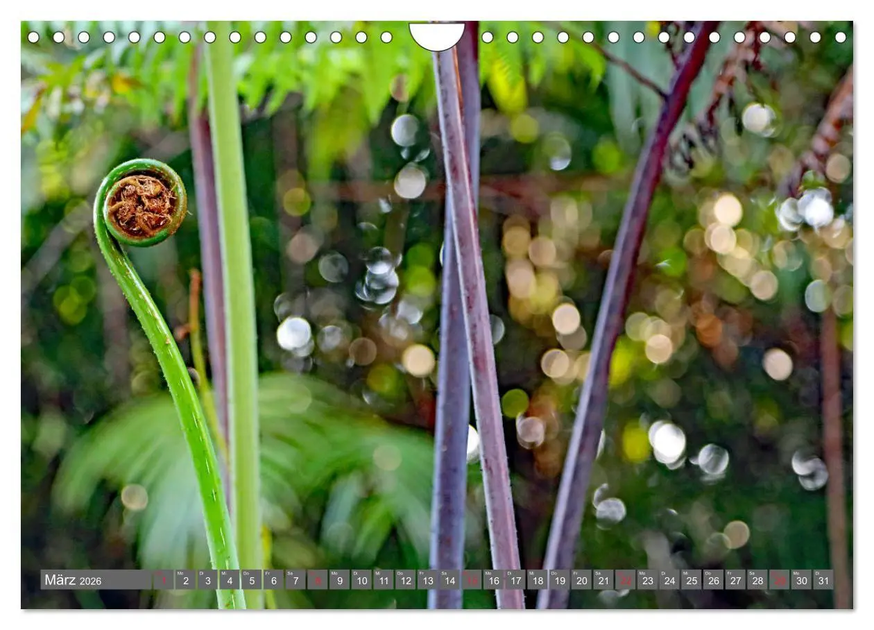 Bild: 9783457743126 | Im Regenwald von Borneo (Wandkalender 2026 DIN A4 quer), CALVENDO...
