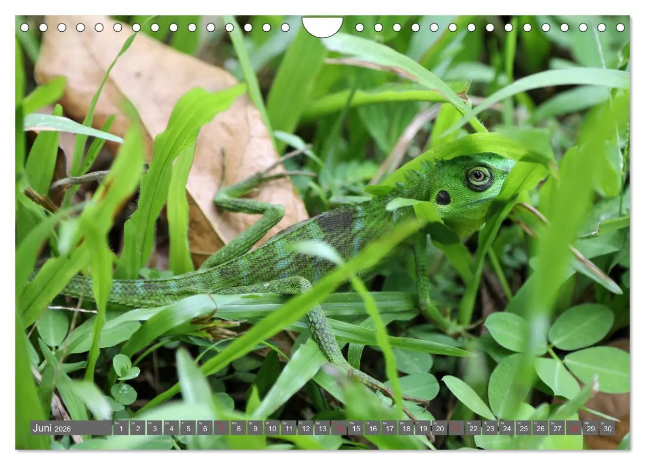 Bild: 9783457743126 | Im Regenwald von Borneo (Wandkalender 2026 DIN A4 quer), CALVENDO...