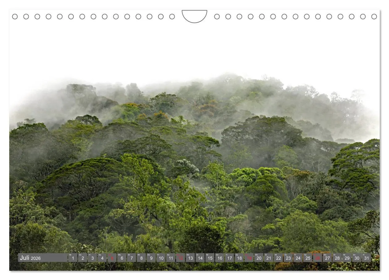 Bild: 9783457743126 | Im Regenwald von Borneo (Wandkalender 2026 DIN A4 quer), CALVENDO...