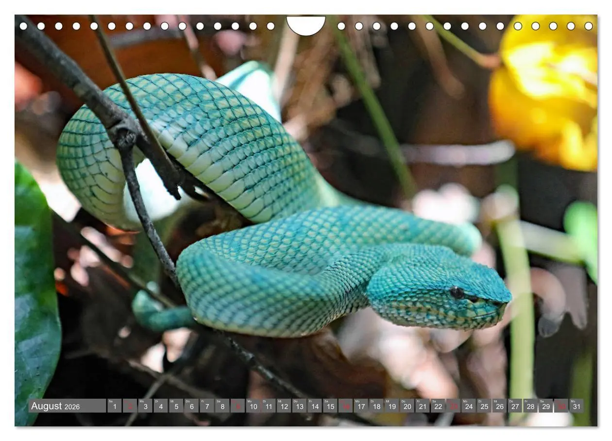 Bild: 9783457743126 | Im Regenwald von Borneo (Wandkalender 2026 DIN A4 quer), CALVENDO...