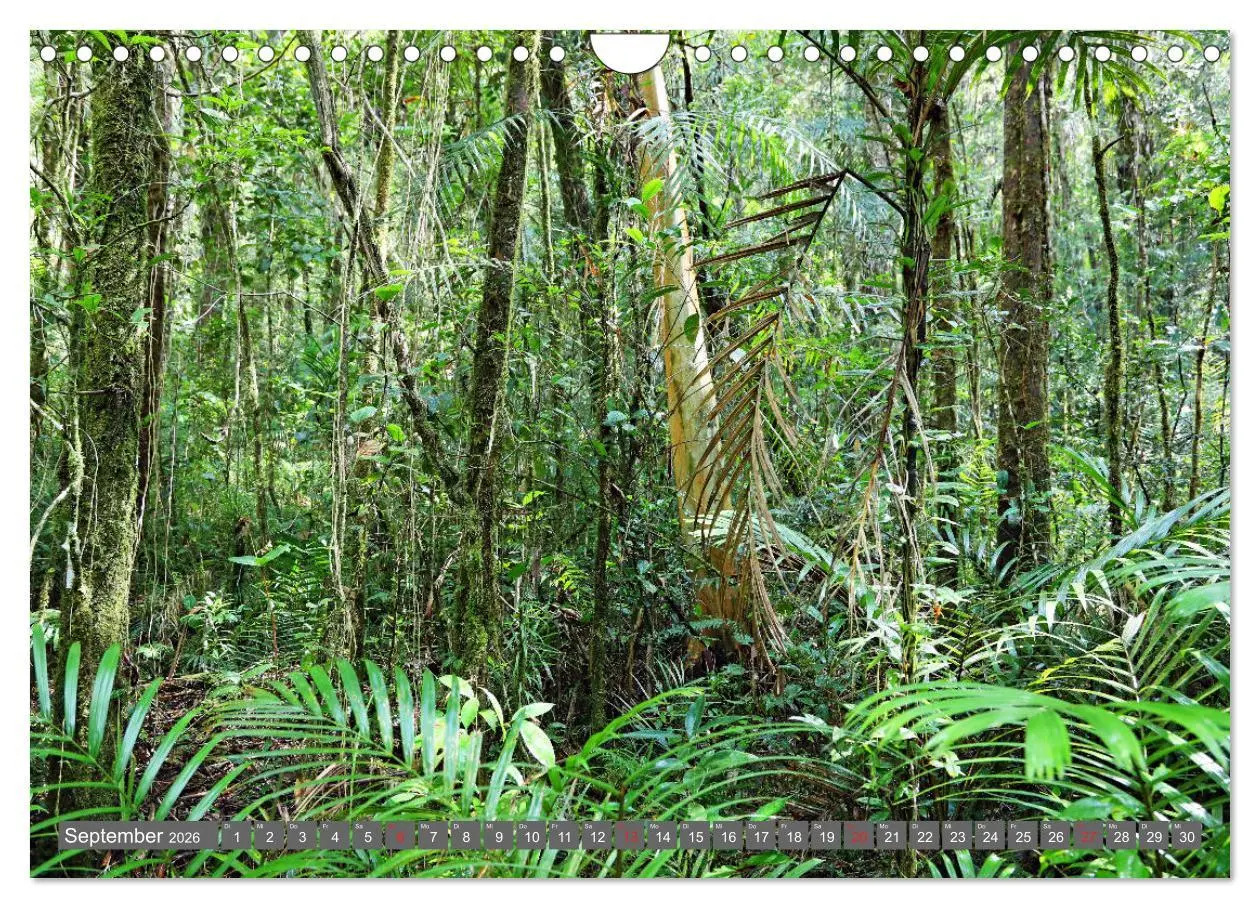 Bild: 9783457743126 | Im Regenwald von Borneo (Wandkalender 2026 DIN A4 quer), CALVENDO...