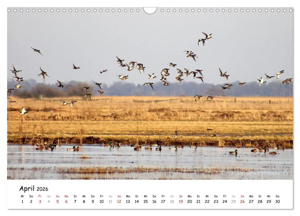 Bild: 9783516073126 | Unterwegs im Teufelsmoor (Wandkalender 2026 DIN A3 quer), CALVENDO...