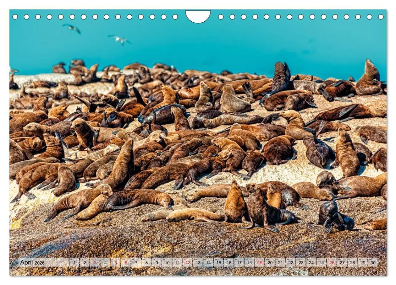 Bild: 9783516213126 | Westkap Südafrika (Wandkalender 2026 DIN A4 quer), CALVENDO...
