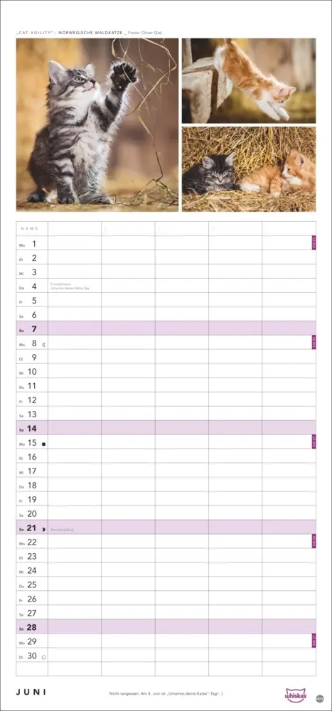 Bild: 9783756413126 | Whiskas Familienplaner 2026 | Kalender | Familienplaner Athesia | 2026