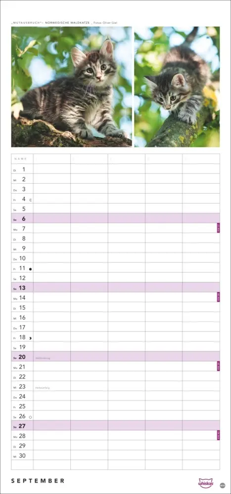 Bild: 9783756413126 | Whiskas Familienplaner 2026 | Kalender | Familienplaner Athesia | 2026