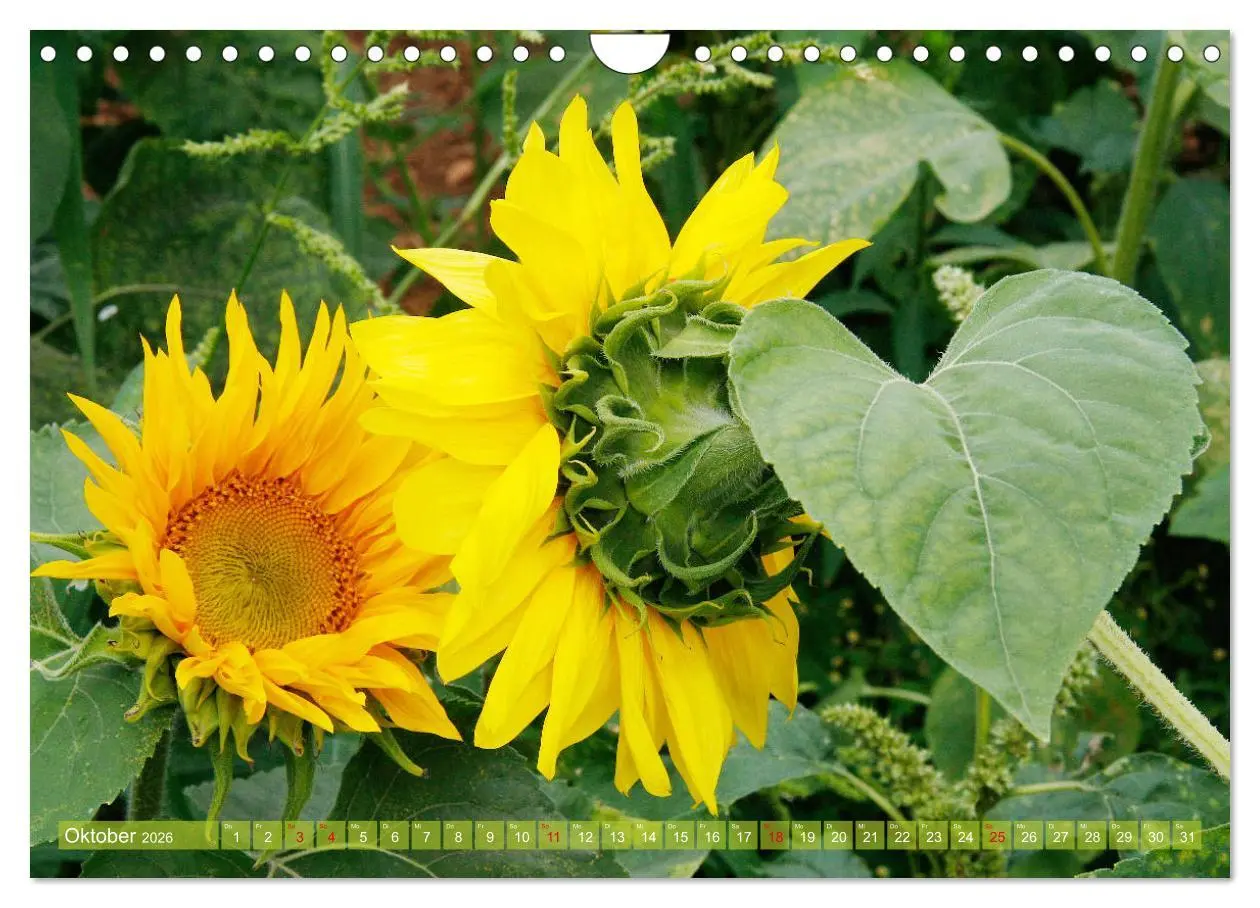 Bild: 9783457803226 | Sonnenblumenwelt (Wandkalender 2026 DIN A4 quer), CALVENDO...
