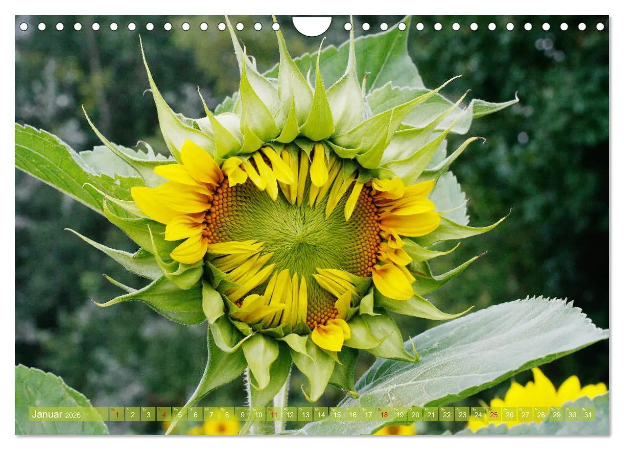 Bild: 9783457803226 | Sonnenblumenwelt (Wandkalender 2026 DIN A4 quer), CALVENDO...