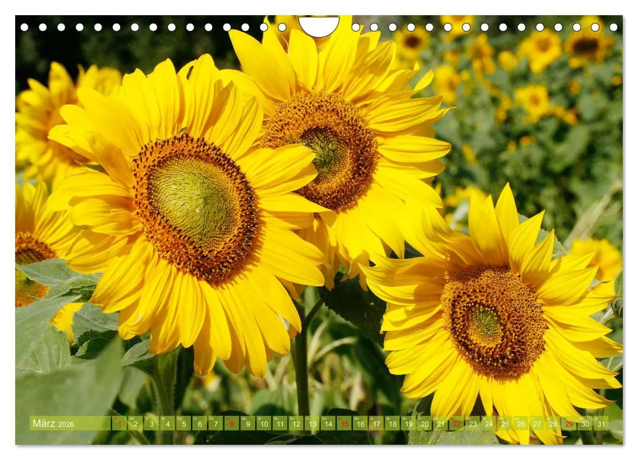 Bild: 9783457803226 | Sonnenblumenwelt (Wandkalender 2026 DIN A4 quer), CALVENDO...