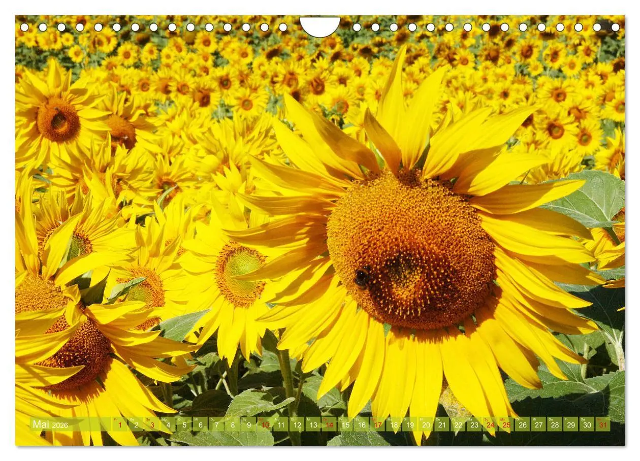 Bild: 9783457803226 | Sonnenblumenwelt (Wandkalender 2026 DIN A4 quer), CALVENDO...