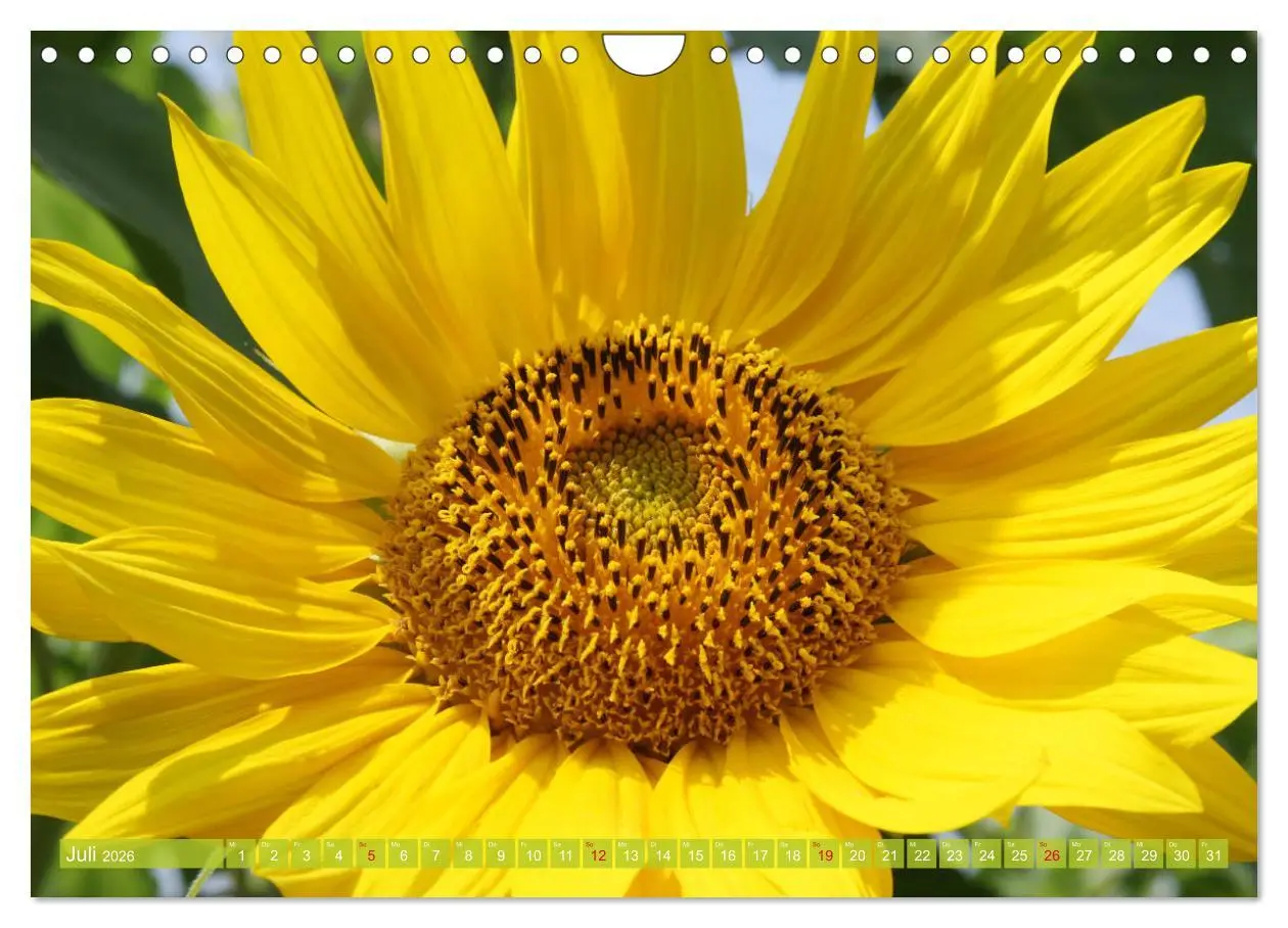 Bild: 9783457803226 | Sonnenblumenwelt (Wandkalender 2026 DIN A4 quer), CALVENDO...