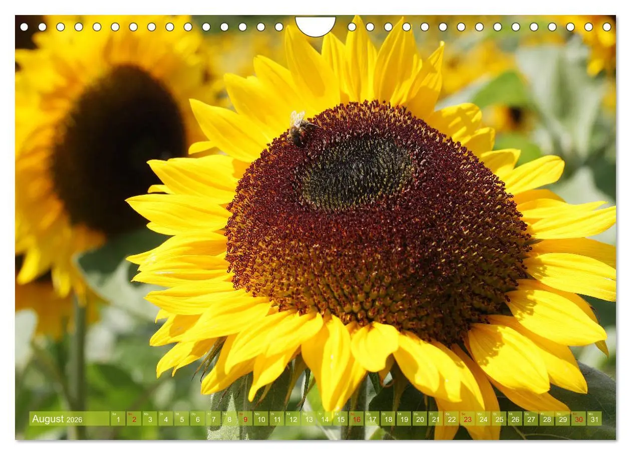 Bild: 9783457803226 | Sonnenblumenwelt (Wandkalender 2026 DIN A4 quer), CALVENDO...