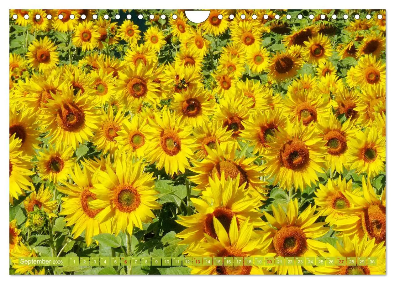 Bild: 9783457803226 | Sonnenblumenwelt (Wandkalender 2026 DIN A4 quer), CALVENDO...