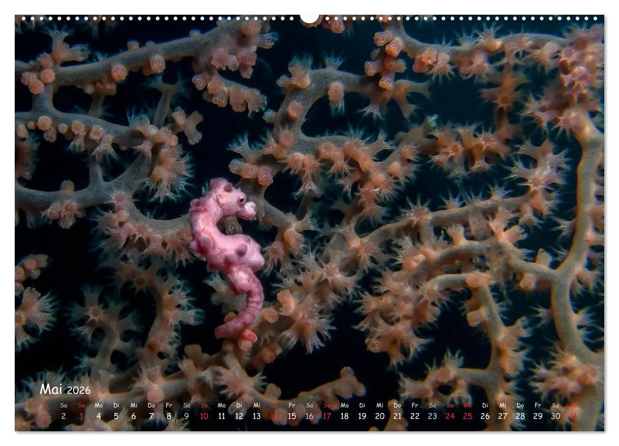 Bild: 9783457973226 | Hippocampus oder einfach nur Seepferdchen (hochwertiger Premium...