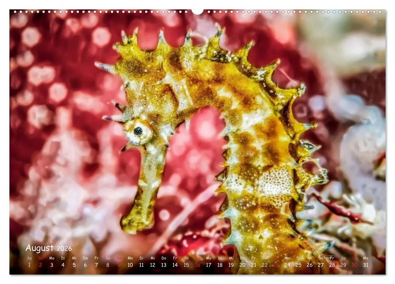Bild: 9783457973226 | Hippocampus oder einfach nur Seepferdchen (hochwertiger Premium...