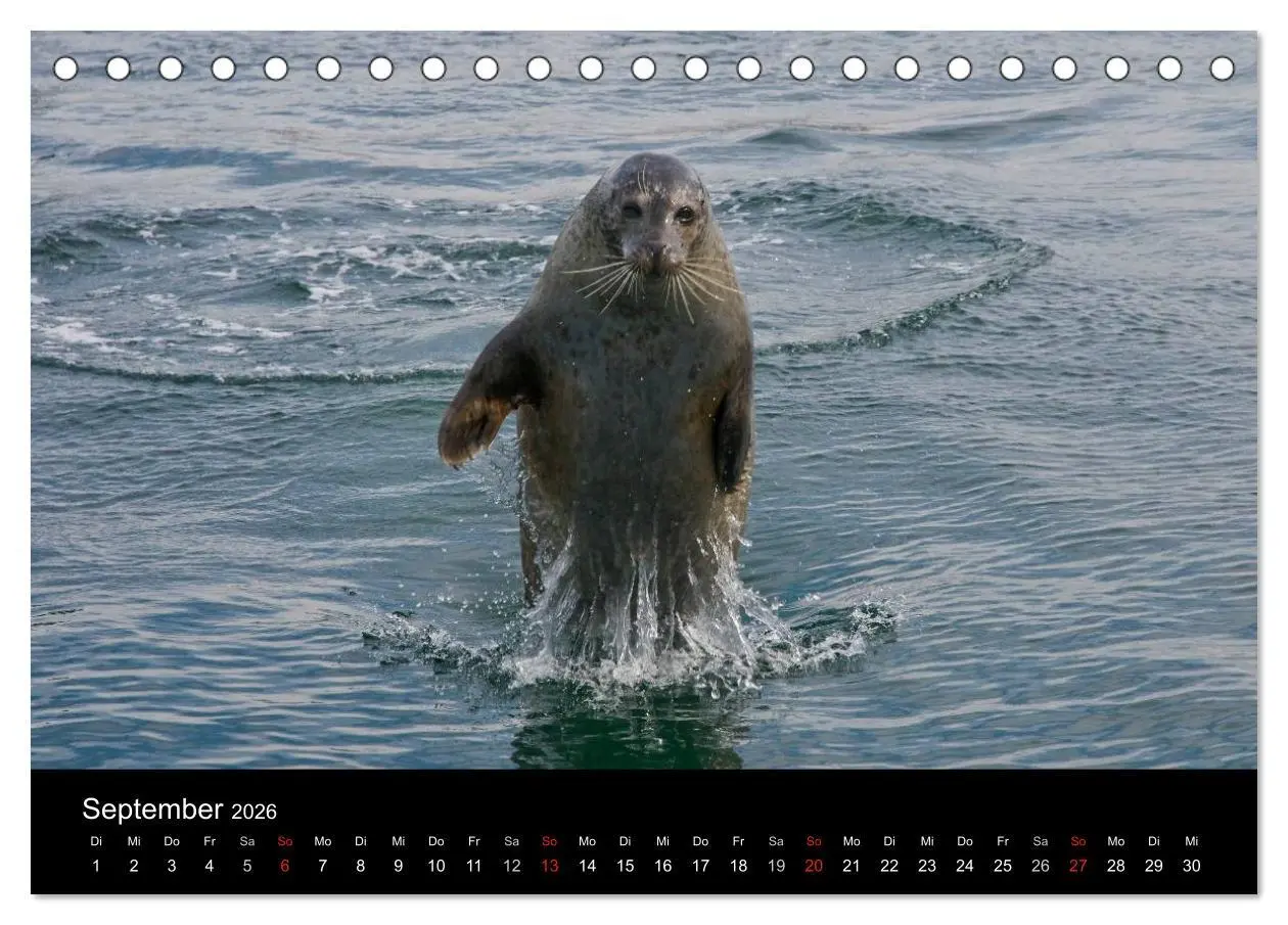 Bild: 9783516063226 | Faszination Kegelrobben und Seehunde 2026 (Tischkalender 2026 DIN...