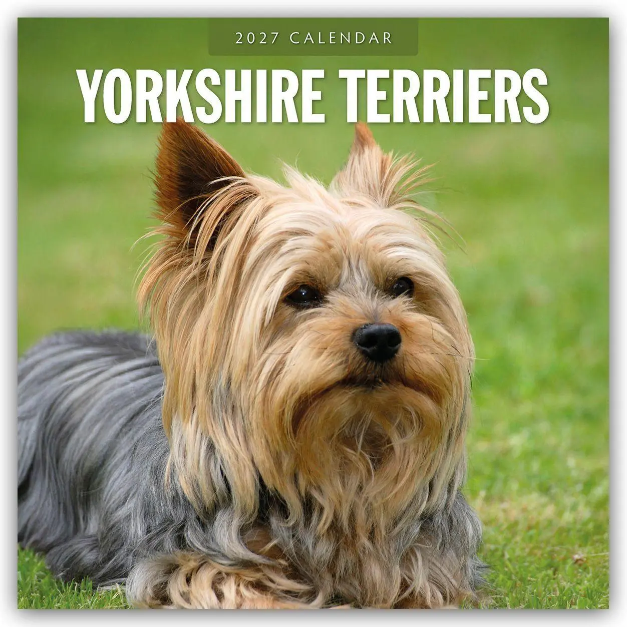 Cover: 9781837013326 | Yorkshire Terriers - Yorkshire Terrier 2027 - 16-Monatskalender | Red