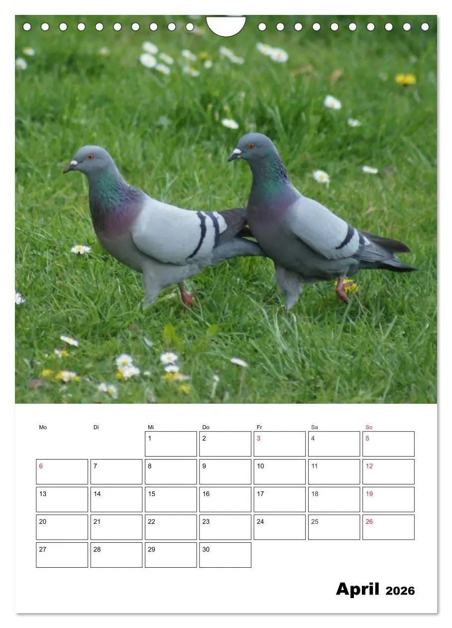 Bild: 9783516433326 | Tauben Terminplaner (Wandkalender 2026 DIN A4 hoch), CALVENDO...