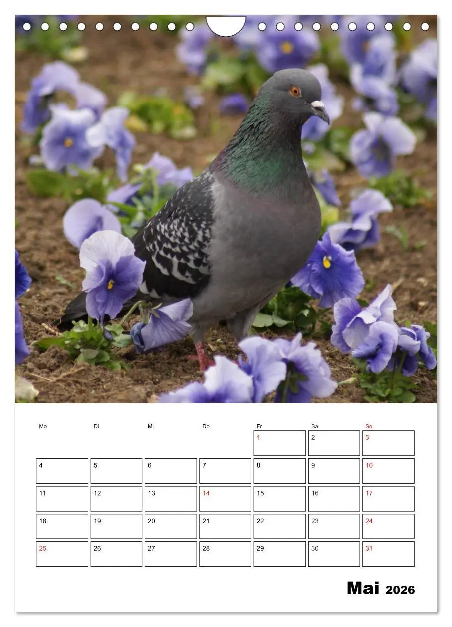 Bild: 9783516433326 | Tauben Terminplaner (Wandkalender 2026 DIN A4 hoch), CALVENDO...