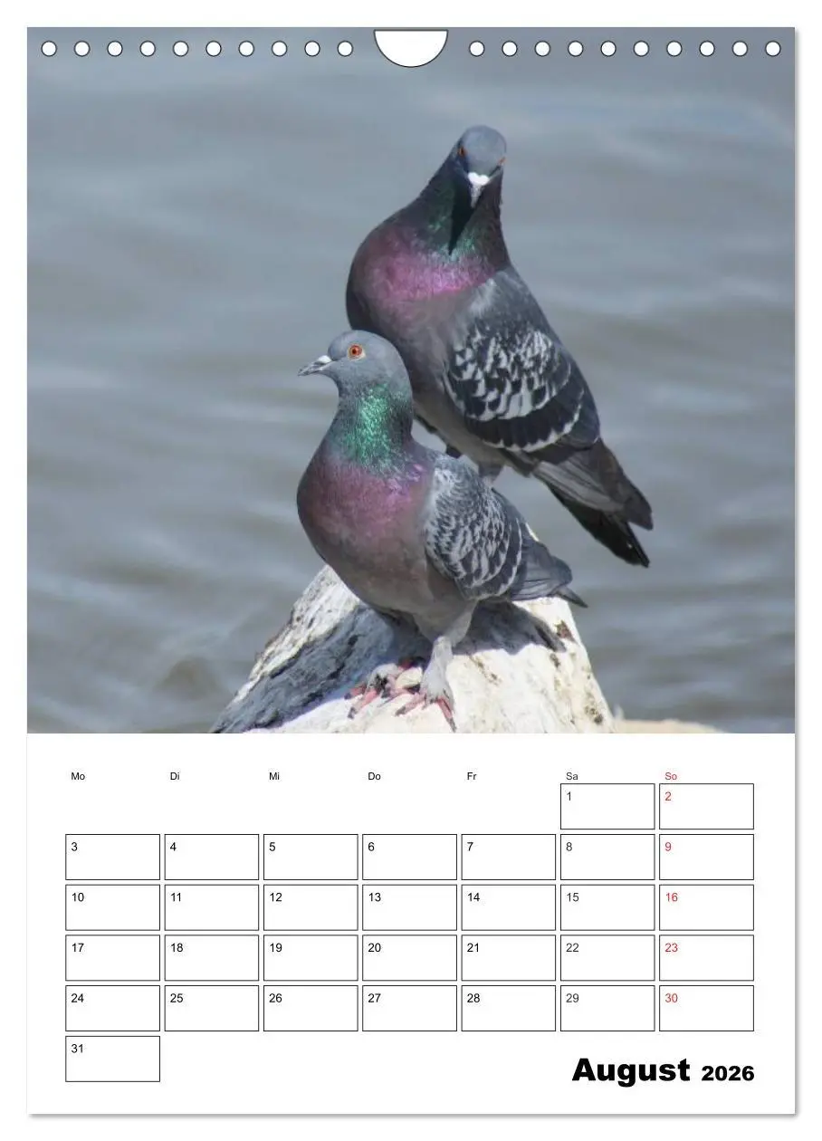 Bild: 9783516433326 | Tauben Terminplaner (Wandkalender 2026 DIN A4 hoch), CALVENDO...