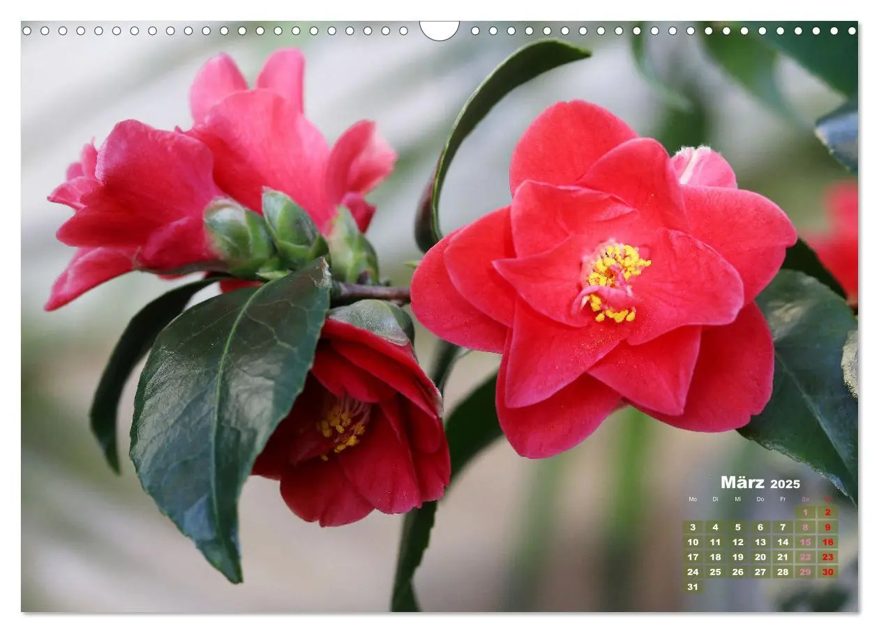Bild: 9783383913426 | Kamelien - Blütenschönheiten (Wandkalender 2025 DIN A3 quer),...
