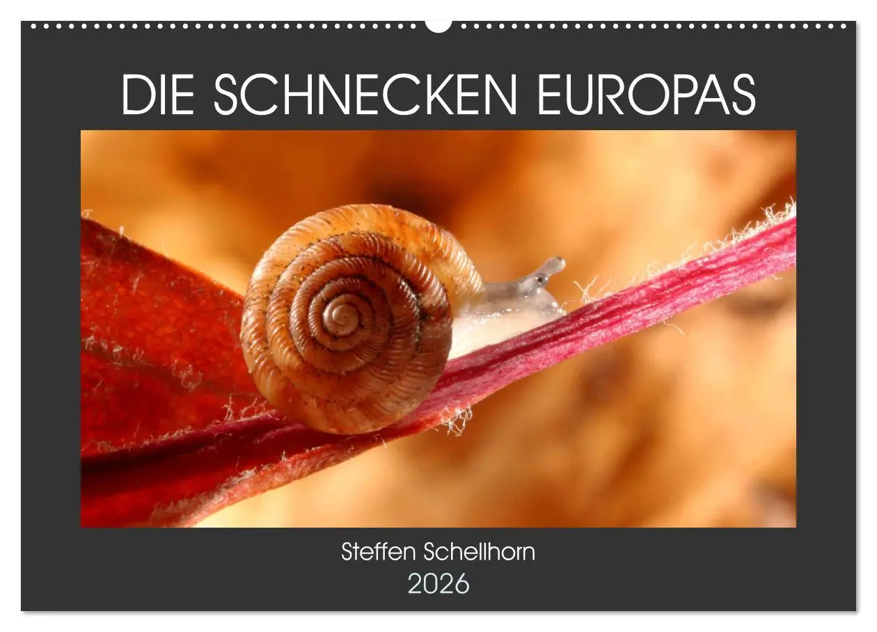 Cover: 9783457643426 | DIE SCHNECKEN EUROPAS (Wandkalender 2026 DIN A2 quer), CALVENDO...