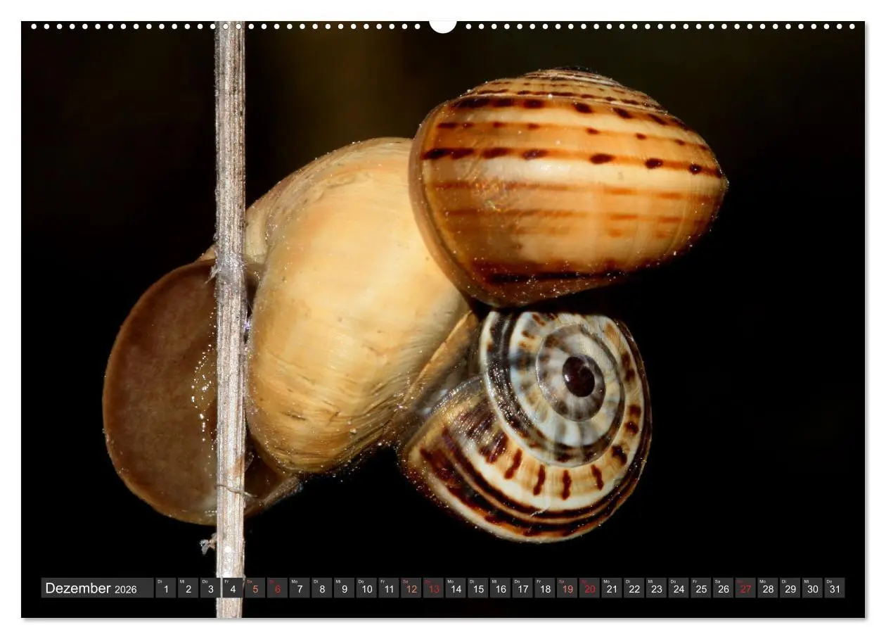 Bild: 9783457643426 | DIE SCHNECKEN EUROPAS (Wandkalender 2026 DIN A2 quer), CALVENDO...