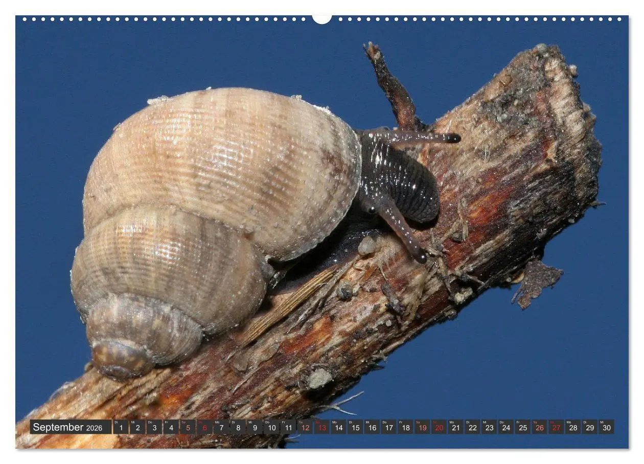 Bild: 9783457643426 | DIE SCHNECKEN EUROPAS (Wandkalender 2026 DIN A2 quer), CALVENDO...