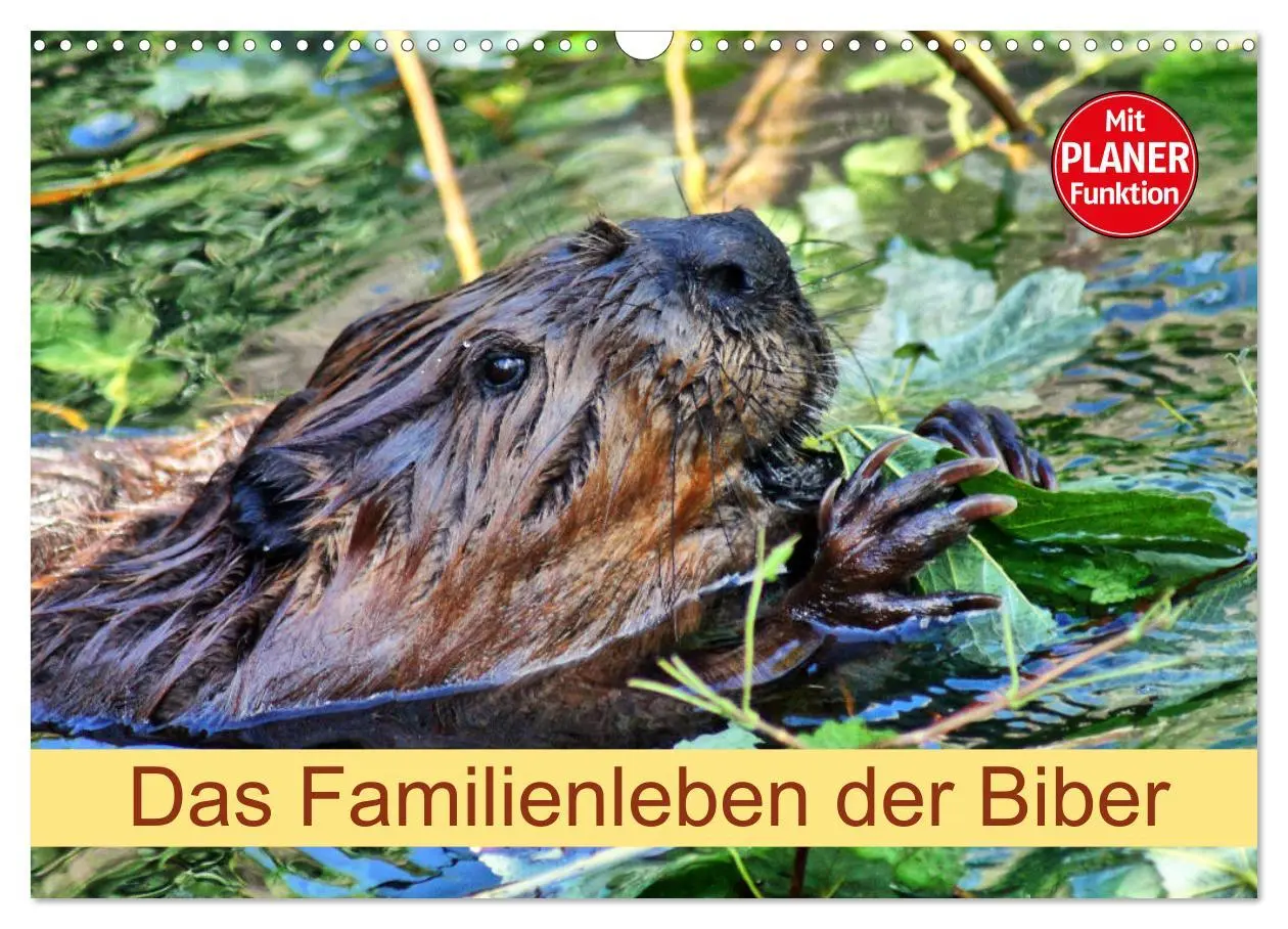 Cover: 9783457883426 | Das Familienleben der Biber (Wandkalender 2026 DIN A3 quer),...