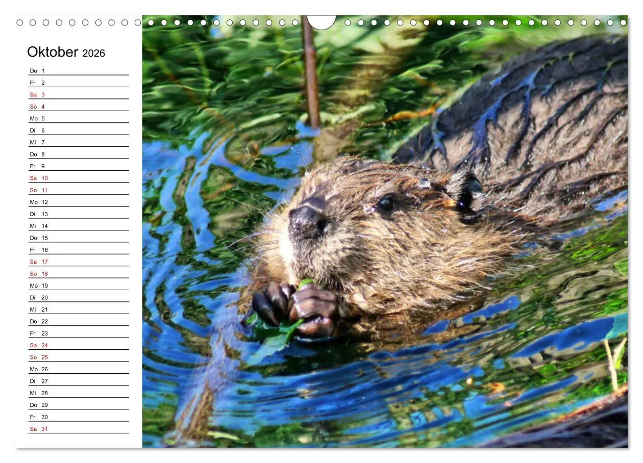 Bild: 9783457883426 | Das Familienleben der Biber (Wandkalender 2026 DIN A3 quer),...