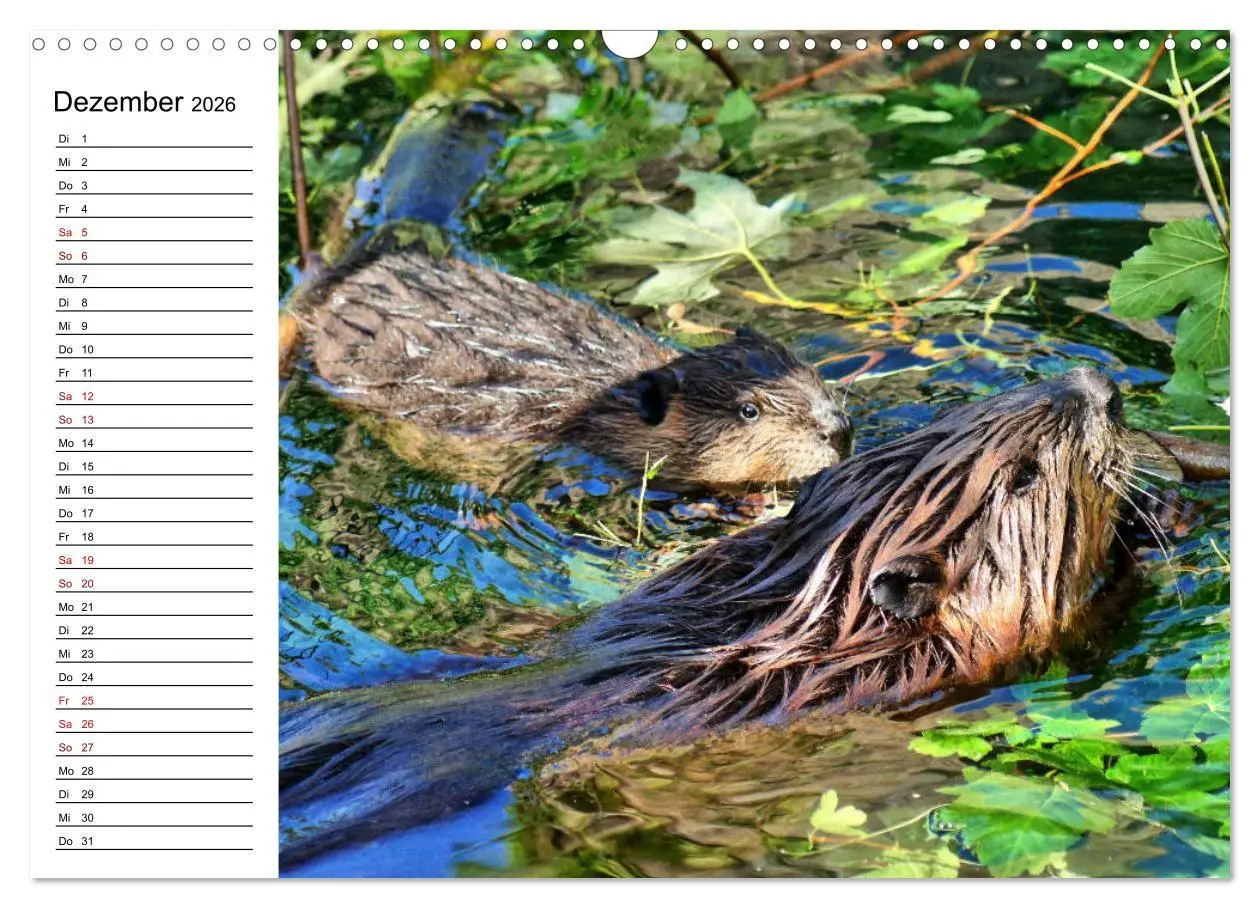 Bild: 9783457883426 | Das Familienleben der Biber (Wandkalender 2026 DIN A3 quer),...