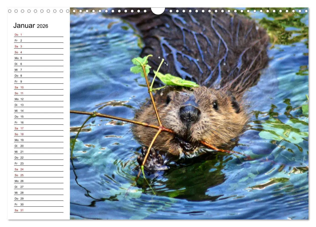 Bild: 9783457883426 | Das Familienleben der Biber (Wandkalender 2026 DIN A3 quer),...