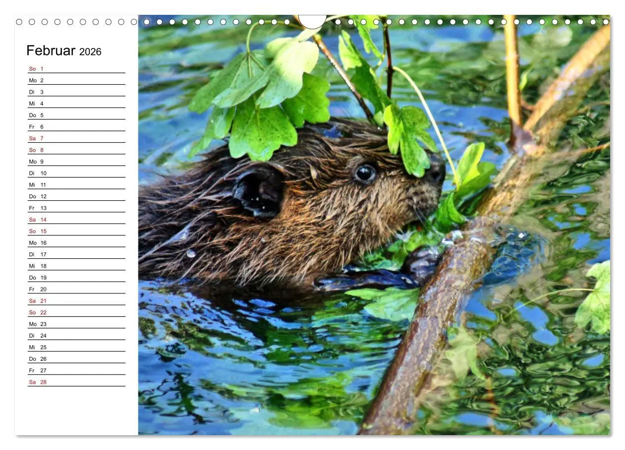 Bild: 9783457883426 | Das Familienleben der Biber (Wandkalender 2026 DIN A3 quer),...