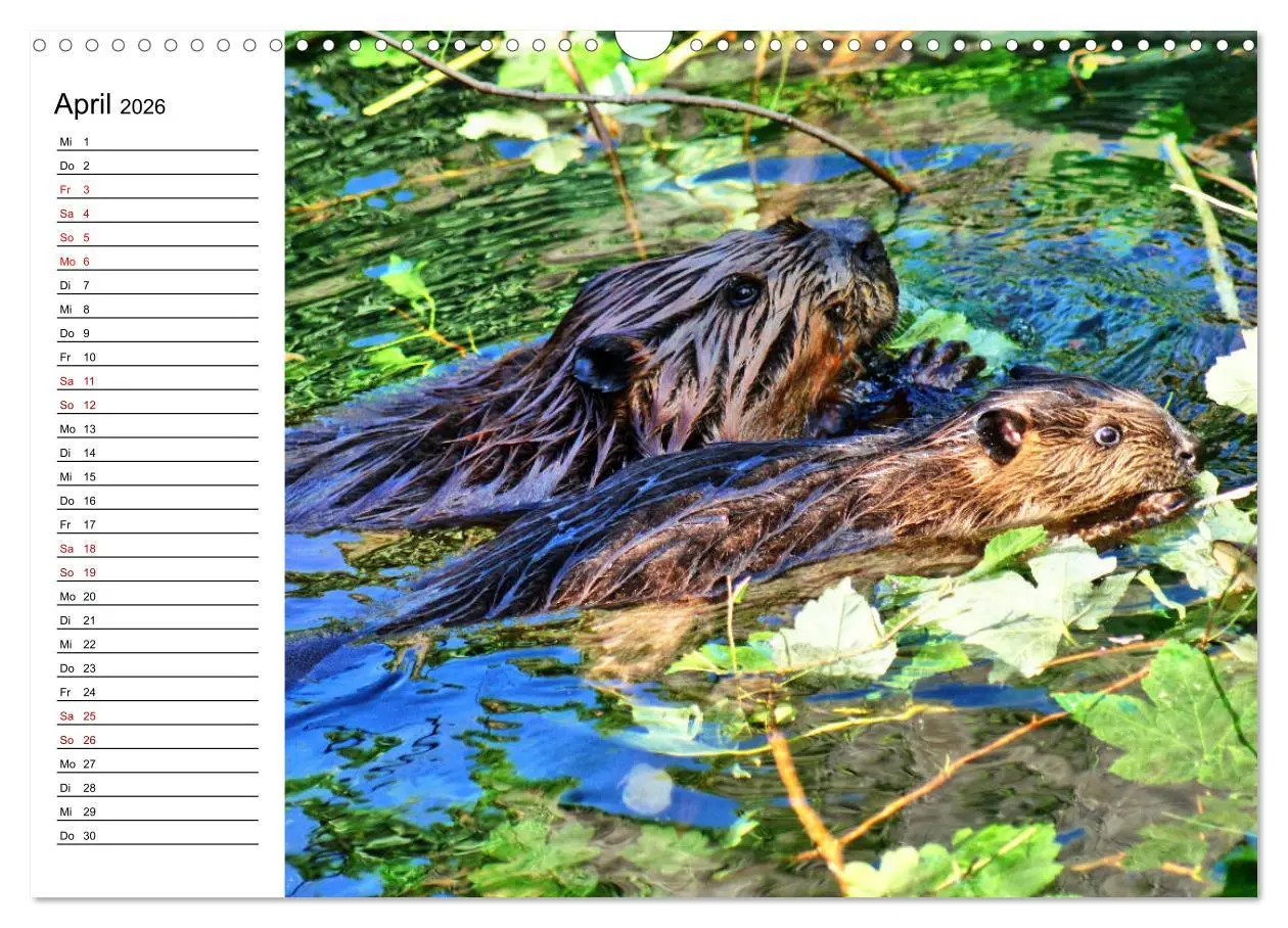 Bild: 9783457883426 | Das Familienleben der Biber (Wandkalender 2026 DIN A3 quer),...