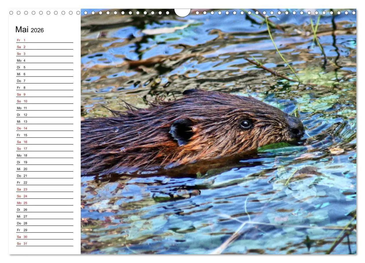 Bild: 9783457883426 | Das Familienleben der Biber (Wandkalender 2026 DIN A3 quer),...