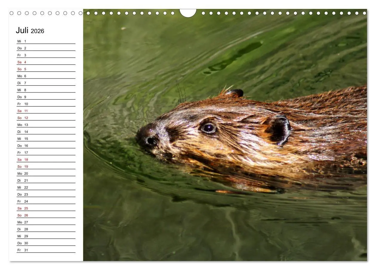 Bild: 9783457883426 | Das Familienleben der Biber (Wandkalender 2026 DIN A3 quer),...