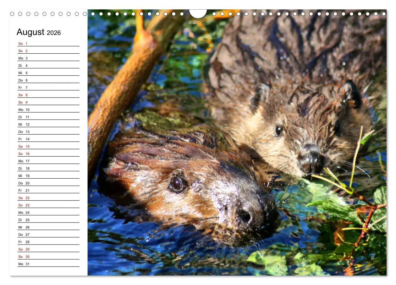 Bild: 9783457883426 | Das Familienleben der Biber (Wandkalender 2026 DIN A3 quer),...