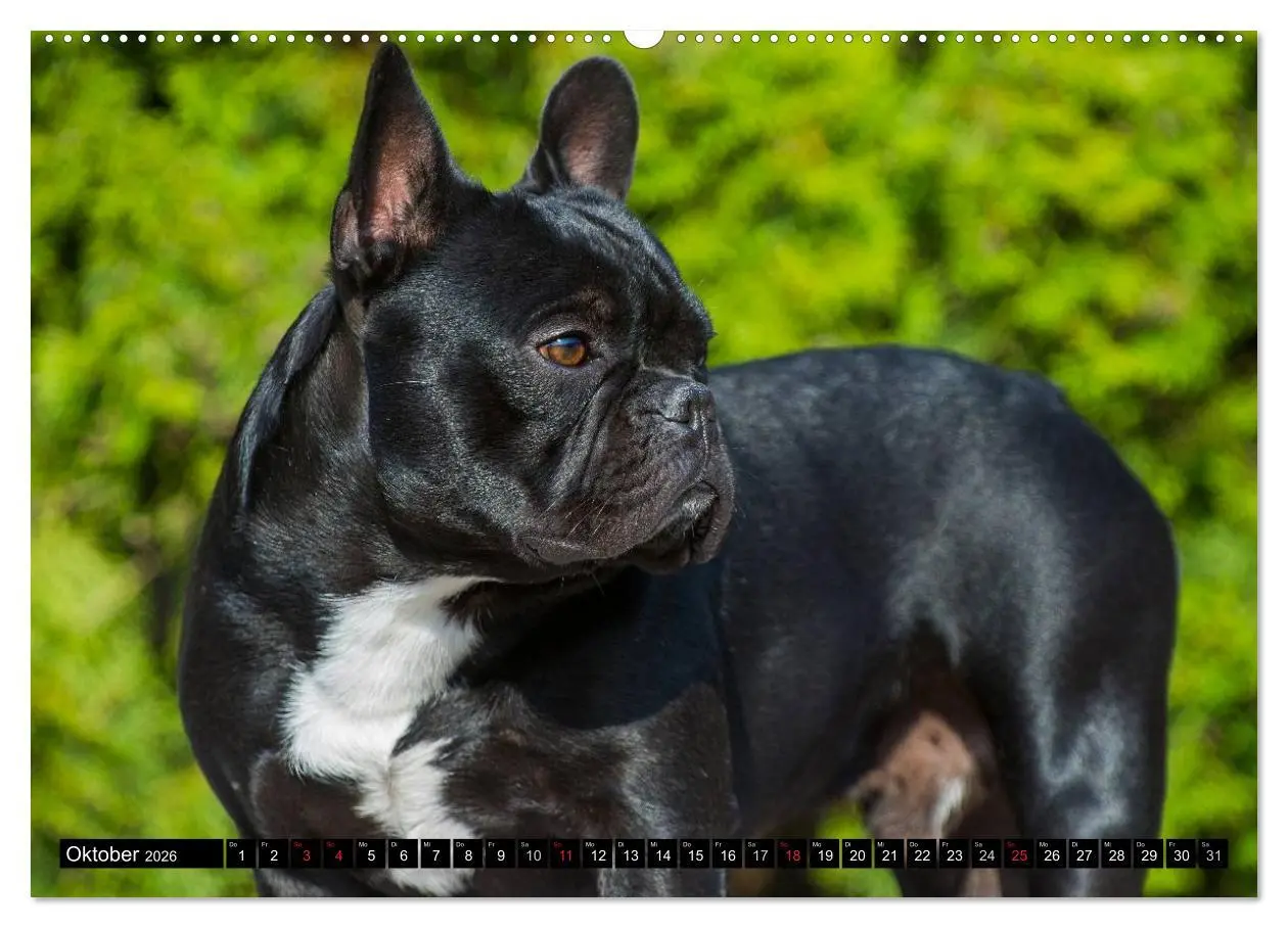 Bild: 9783516033526 | Französische Bulldogge - Clown auf 4 Pfoten (Wandkalender 2026 DIN...